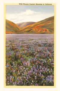 Vintage Journal Wildflowers in California