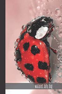 Watered Lady Bug