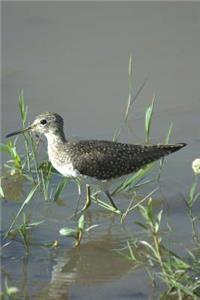 Solitary Sandpiper (Tringa Solitaria) Bird Journal