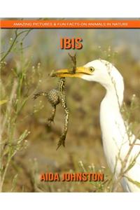 Ibis: Amazing Pictures & Fun Facts on Animals in Nature