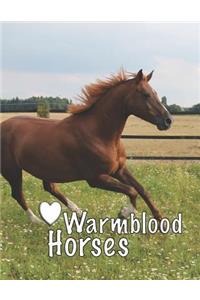 Warmblood Horses