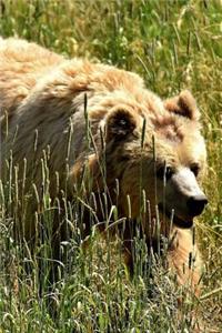 European Brown Bear Walking in a Meadow Journal