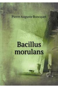 Bacillus morulans