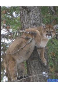 Mountain Lion In A Tree