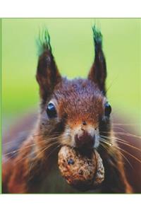 Brown Squirrel with Nut