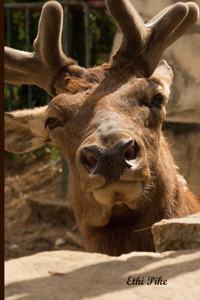 Ethi Pike - Moose Notebook