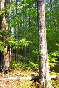 Journal Springtime Morning Shadows Forest