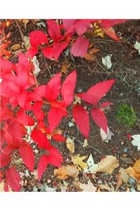 School Composition Book Autumn Foliage Fall Colors 130 Pages