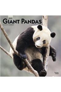 Giant Pandas 2020 2020 Square Wall Calendar