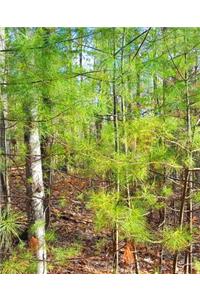 Spring Woods Pines School Composition Book