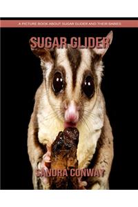Sugar Glider