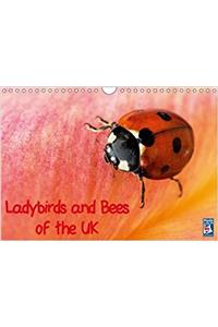Ladybirds and Bees of the UK 2017