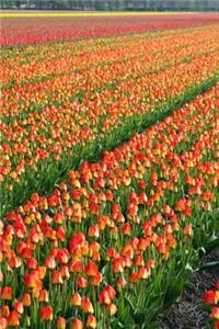 Mind Blowing Red Tulip Fields Journal