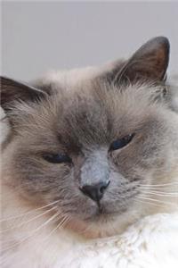 Birman Cat in the Light Journal