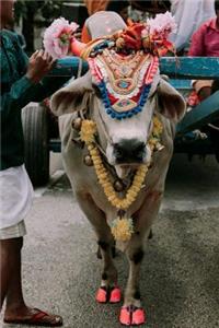 Sacred Cow During Thaipusam Celebration Journal