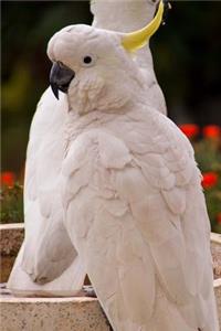 Two White Sulphur Crested Cockatoo Parrots Bird Journal