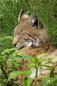 A Sleepy Lynx Snoozing in the Grass Wildcat Journal