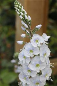 White Veronica Speedwell Flower Garden Journal