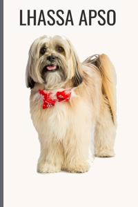 Lhassa Apso