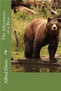 The Adventures of a Bear