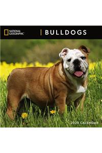 Cal 2020-National Geographic Bulldogs Wall