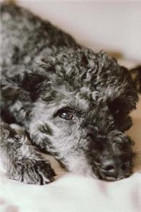 Schnoodle Notebook