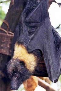 Mariana Fruit Bat Pteropus Mariannus Journal