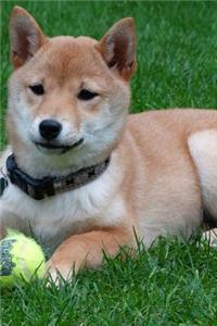 Shiba Inu Puppy Dog with a Ball Journal
