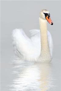 Swan