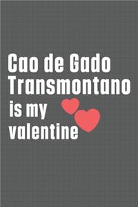 Cao de Gado Transmontano is my valentine