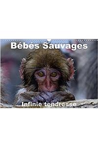 Bebes Sauvages - Infinie Tendresse 2017