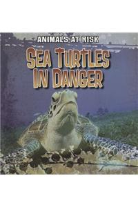 Sea Turtles in Danger