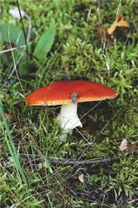 Red Mushroom Journal: 150 Page Lined Notebook/Diary