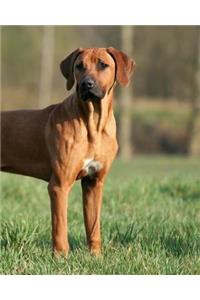 Rhodesian Ridgeback