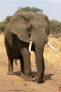 A Charming African Elephant on the Savannah Journal