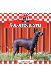 Xoloitzcuintli