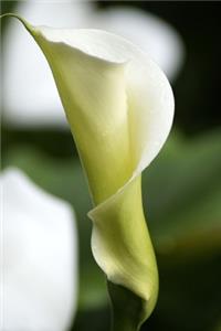 White Calla Lily Journal