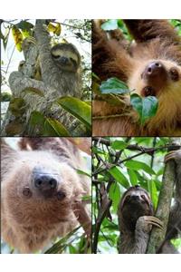 Sloth Picture Notebook Journal 150 Page College Ruled Pages 8.5 X 11