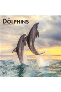 Dolphins 2021 Square