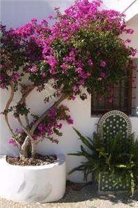 Plants in a Sunny Spanish Courtyard Journal