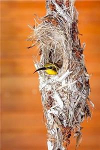 A Stunning Sunbird Nesting