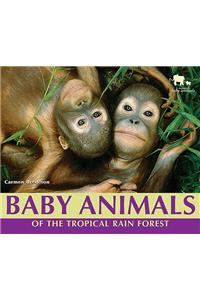 Baby Animals of the Tropical Rain Forest