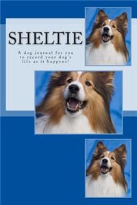 Sheltie