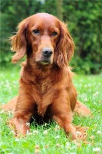 An Irish Setter Dog Journal