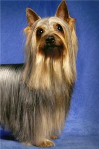 Silky Terrier