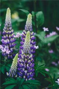 Lupines