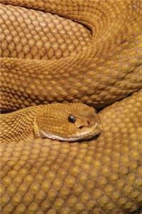 Basilisk Rattlesnake Journal