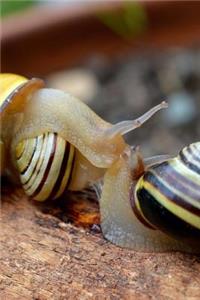 Two Snails Kissing Journal