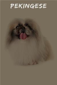 Pekingese