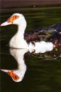 Muscovy Duck with Reflection Journal